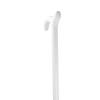White Beech Derby Cane